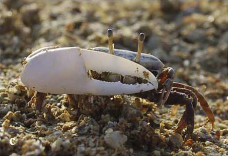 Austruca iranica photo