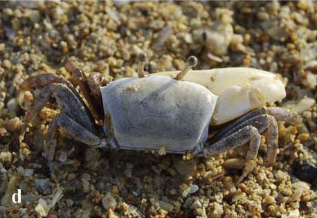 Austruca iranica photo