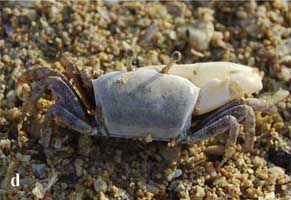 Austruca iranica thumbnail