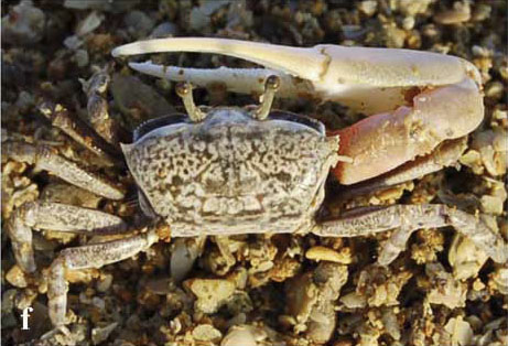 Austruca iranica photo