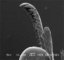 Austruca iranica thumbnail