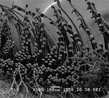 Austruca iranica thumbnail