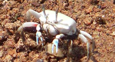 Austruca iranica thumbnail
