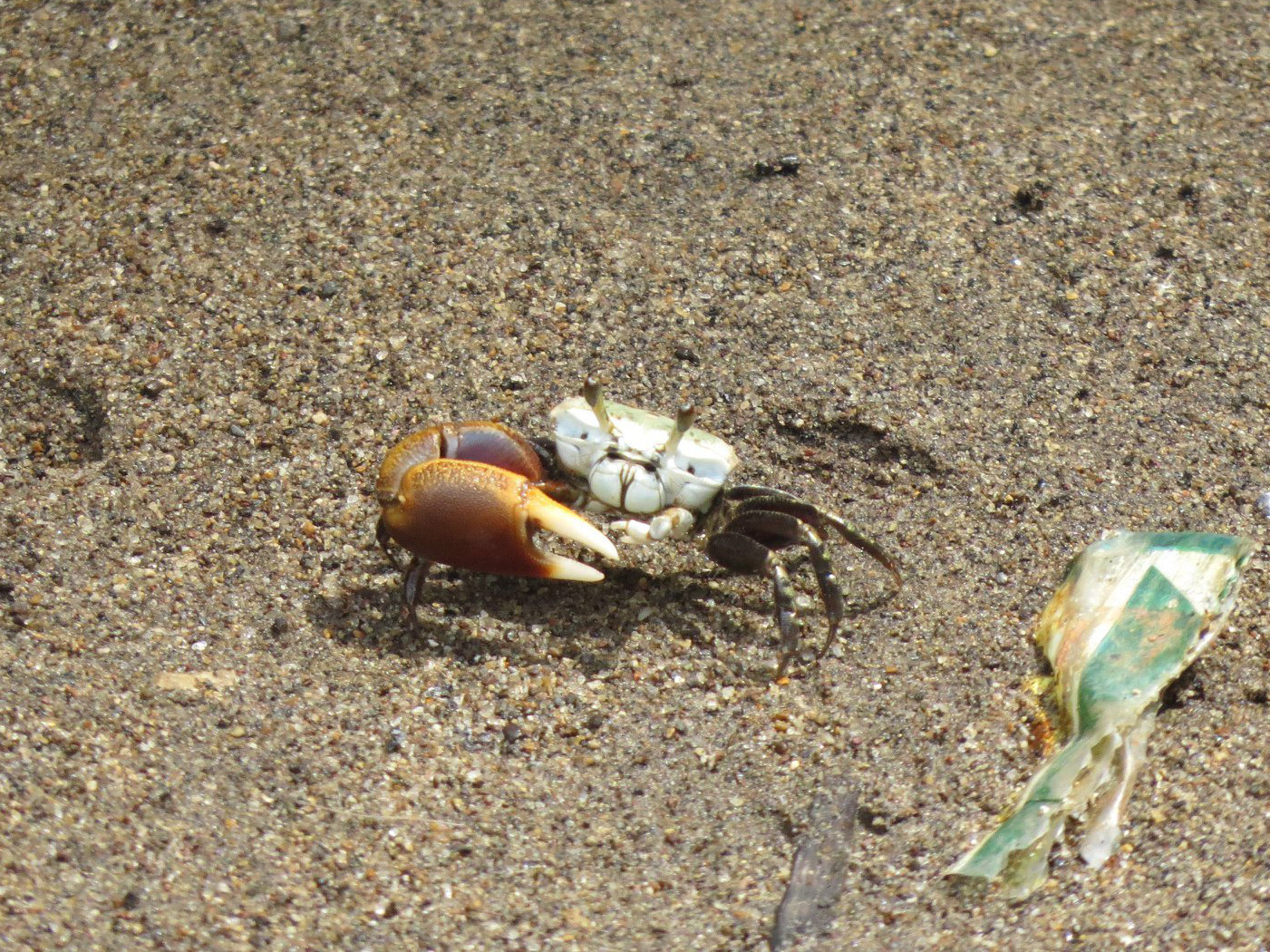 Leptuca latimanus photo