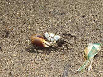 Leptuca latimanus thumbnail