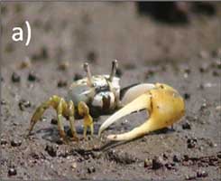 Leptuca leptodactyla thumbnail