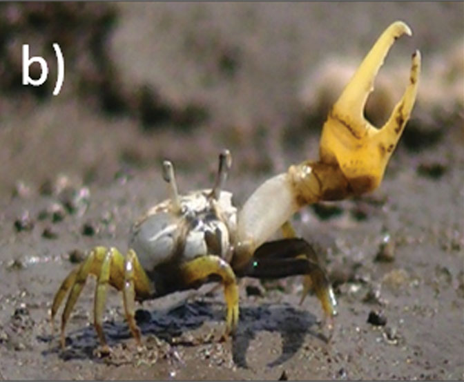 Leptuca leptodactyla photo