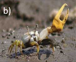 Leptuca leptodactyla thumbnail