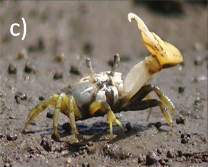 Leptuca leptodactyla photo