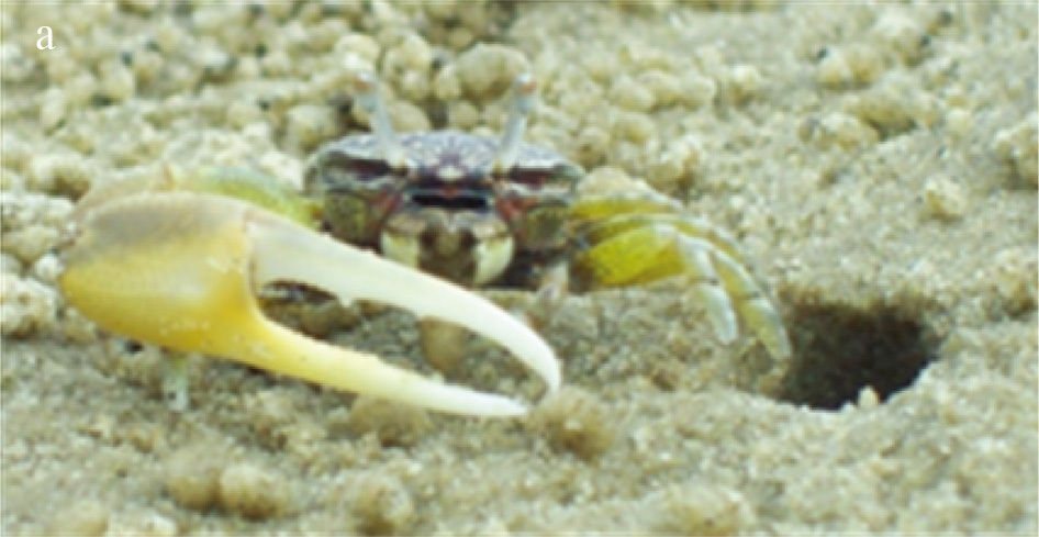 Leptuca leptodactyla photo