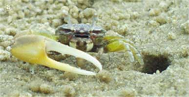 Leptuca leptodactyla thumbnail