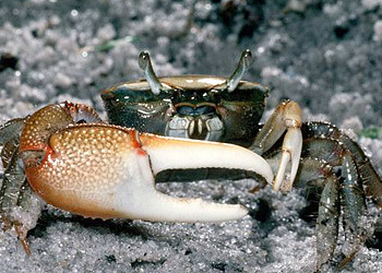 Minuca minax photo