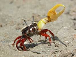 Austruca mjoebergi thumbnail