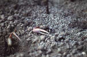 Austruca occidentalis thumbnail