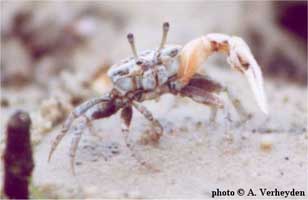 Austruca occidentalis thumbnail