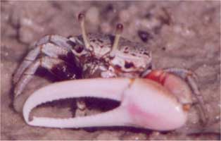Austruca occidentalis thumbnail