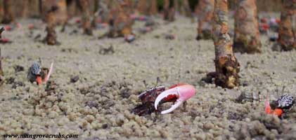 Austruca occidentalis thumbnail