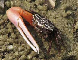 Austruca occidentalis thumbnail