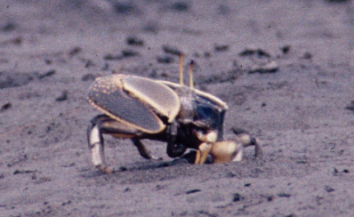 Uca ornata photo