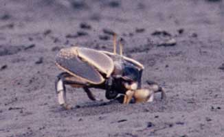 Uca ornata thumbnail