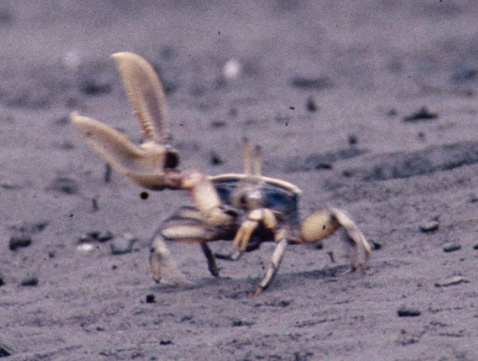Uca ornata photo