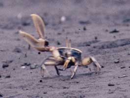 Uca ornata thumbnail