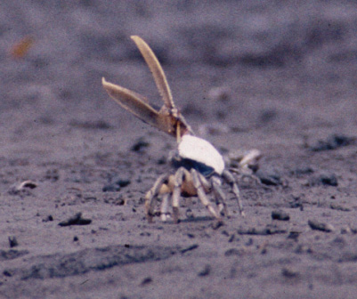 Uca ornata photo
