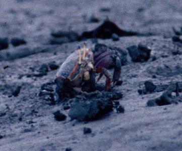 Uca ornata photo