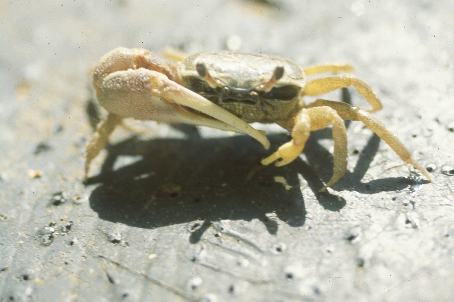 Leptuca panacea photo