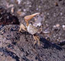 Petruca panamensis thumbnail