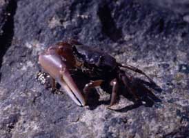 Petruca panamensis thumbnail