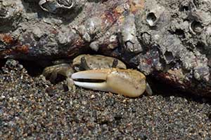 Petruca panamensis thumbnail