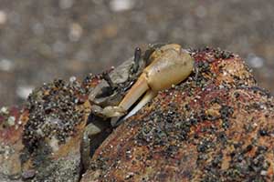 Petruca panamensis thumbnail