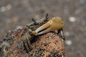 Petruca panamensis thumbnail