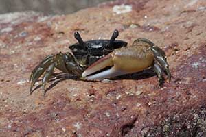 Petruca panamensis thumbnail