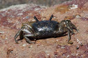 Petruca panamensis thumbnail