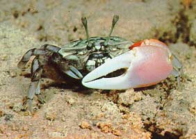 Tubuca polita thumbnail