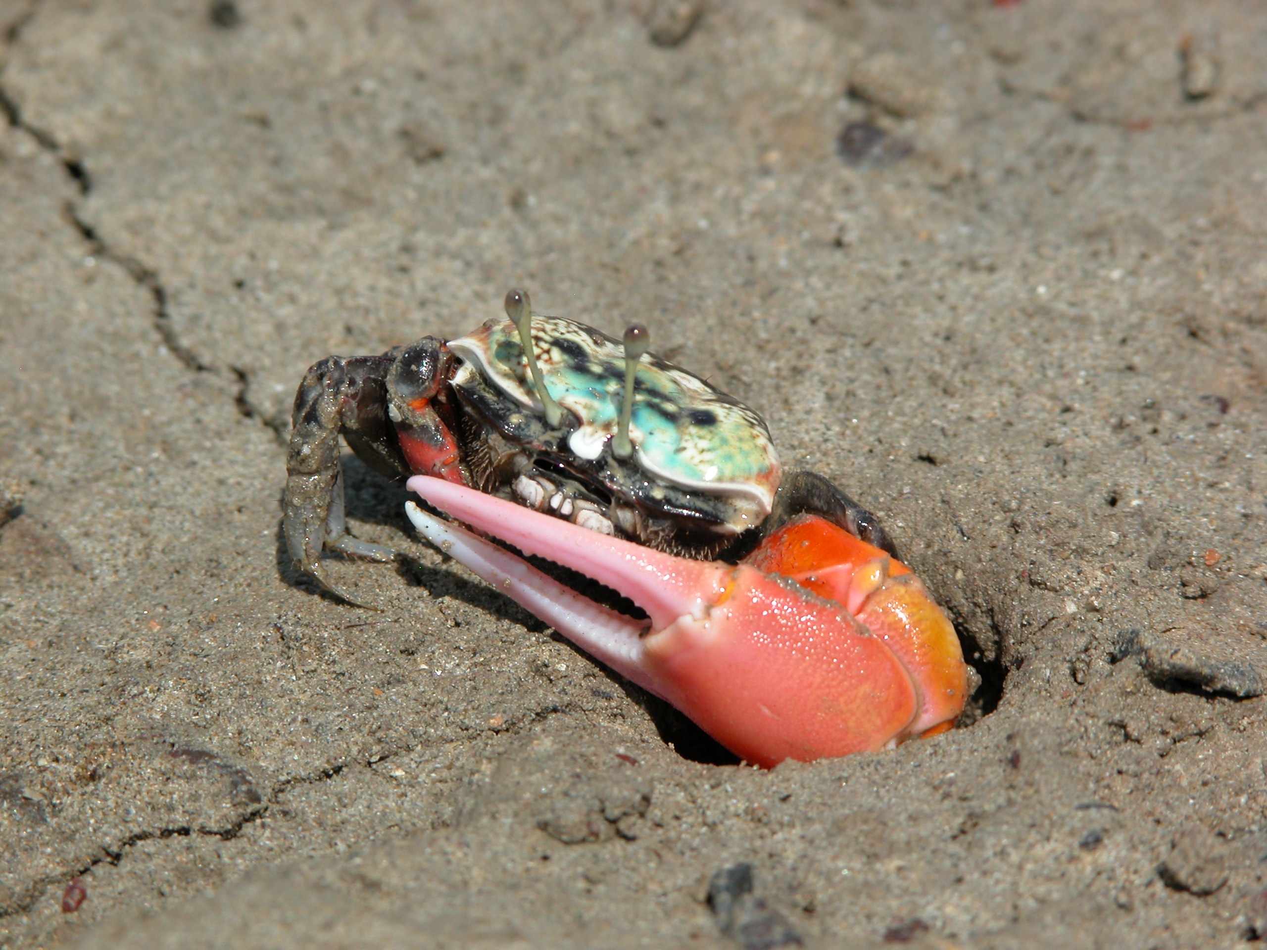 Tubuca polita