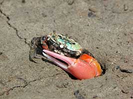 Tubuca polita thumbnail