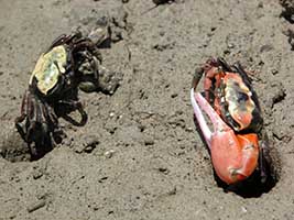 Tubuca polita thumbnail