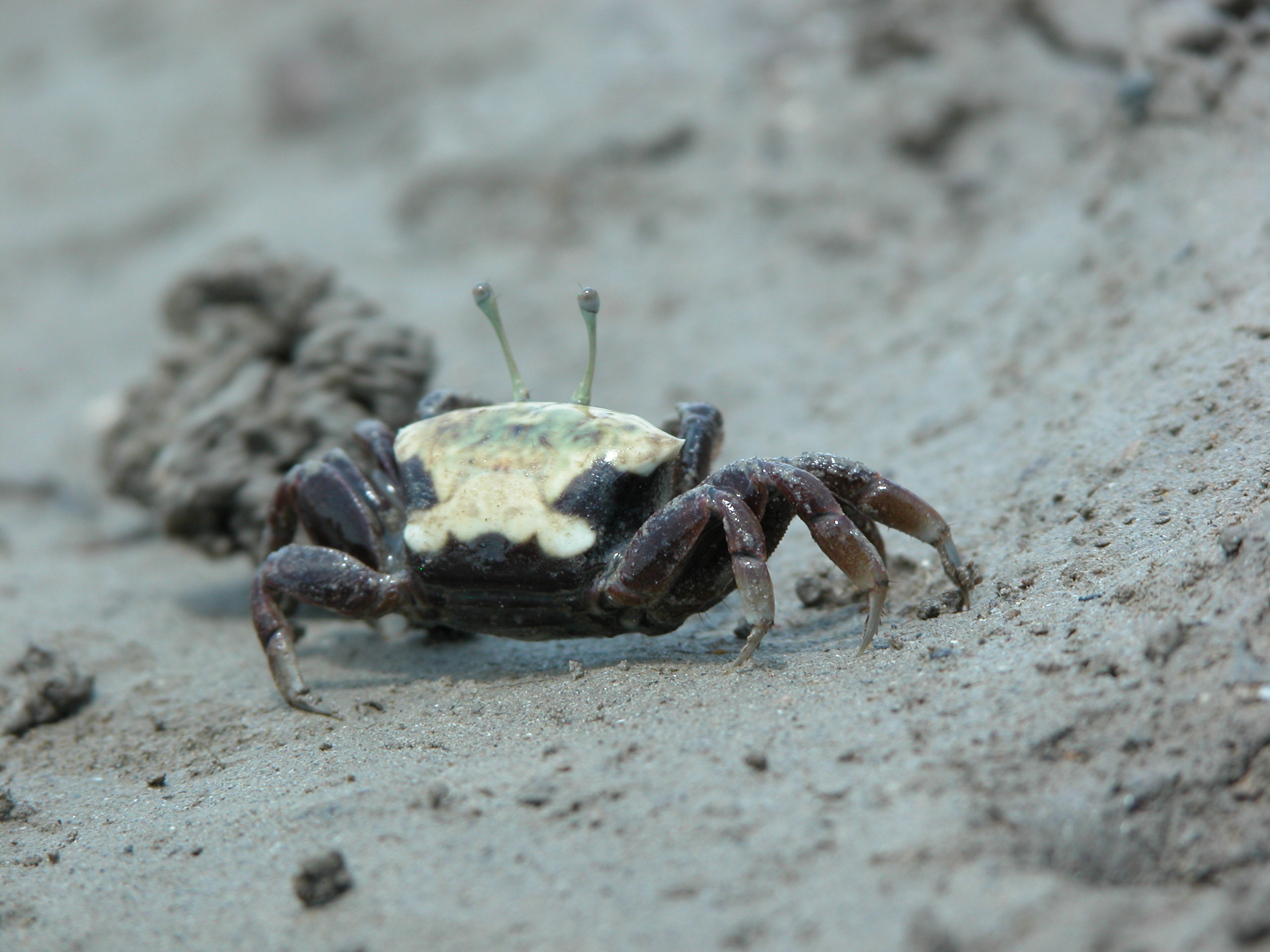 Tubuca polita photo