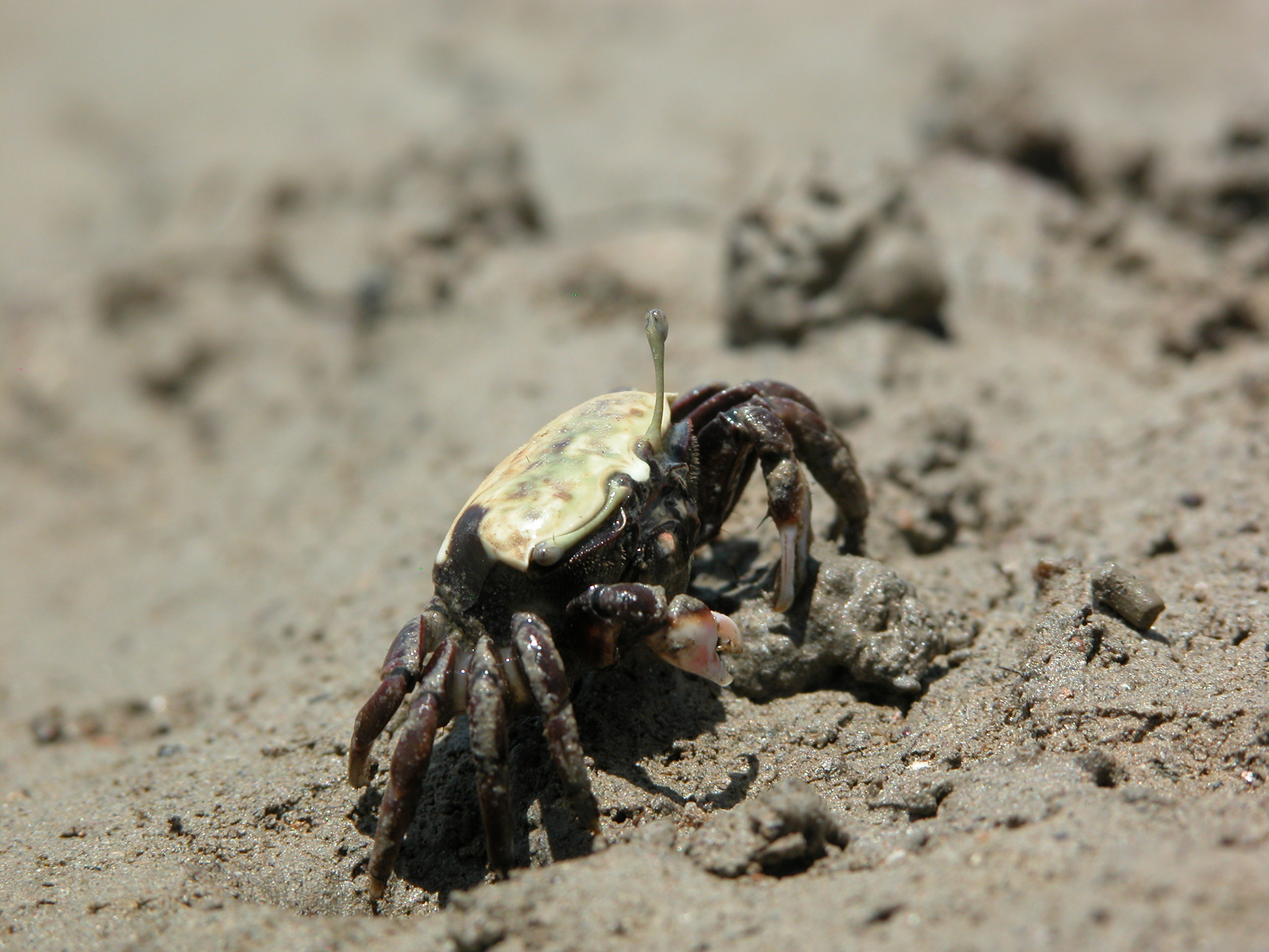 Tubuca polita photo