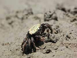 Tubuca polita thumbnail