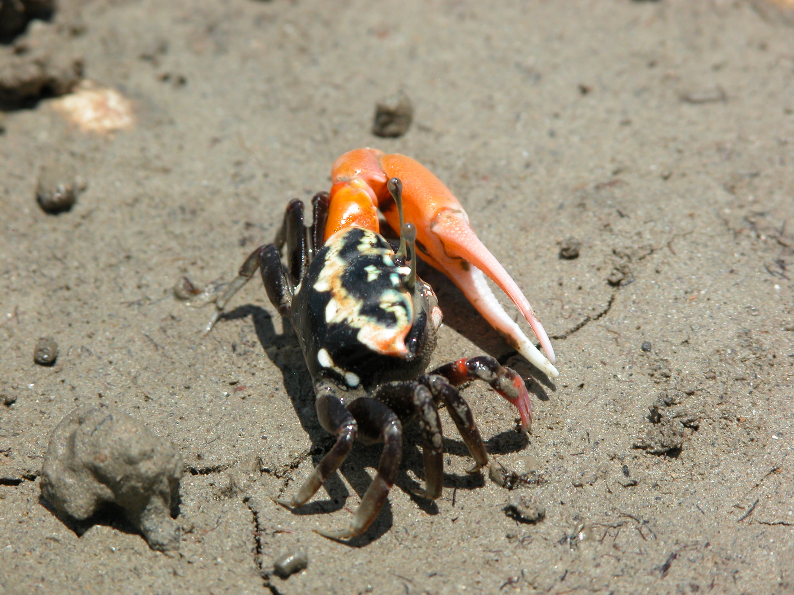 Tubuca polita photo