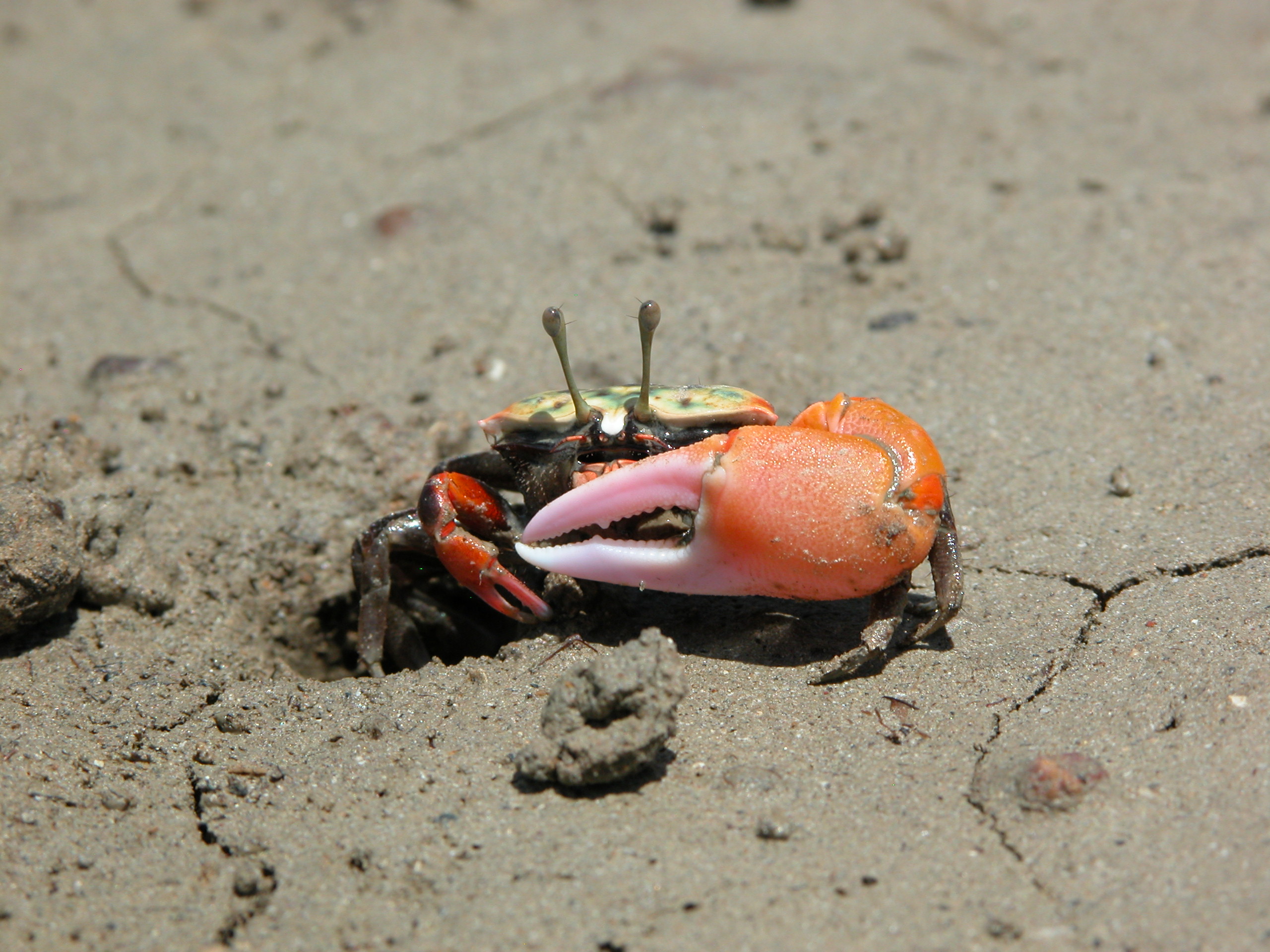 Tubuca polita photo