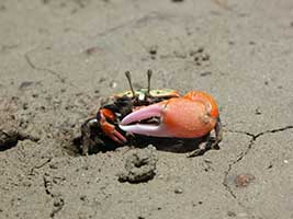 Tubuca polita thumbnail