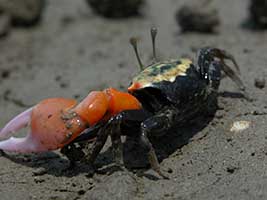 Tubuca polita thumbnail