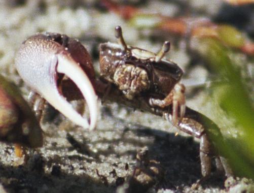 Leptuca pugilator photo