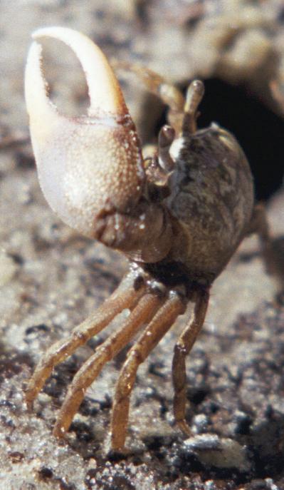 Leptuca pugilator photo