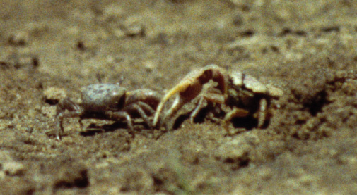 Leptuca pugilator photo
